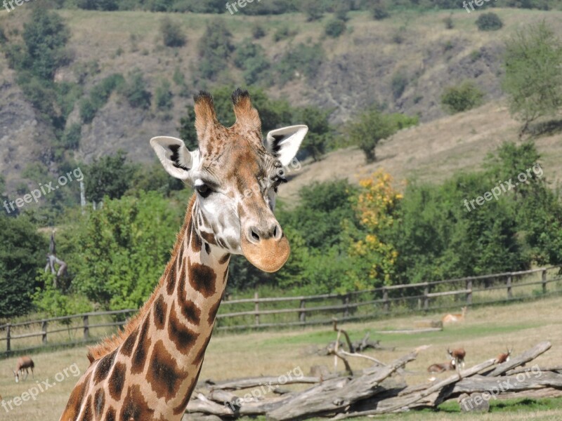 Giraffe Zoo The Prague Zoo Free Photos