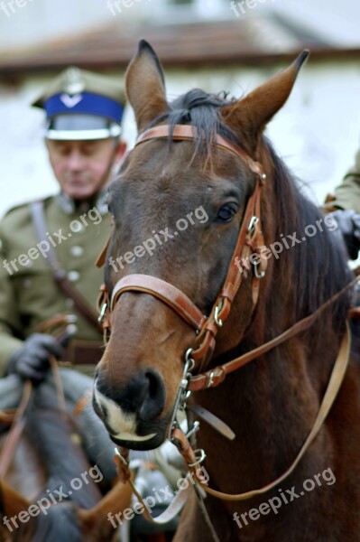 The Horse Cavalryman Soldier Cavalry Independence