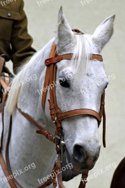 The Horse Cavalryman Soldier Cavalry Independence