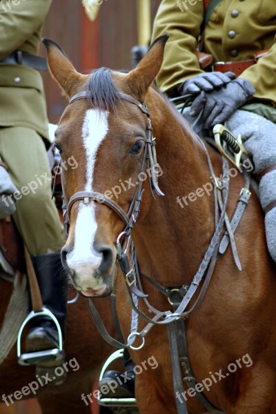 The Horse Cavalryman Soldier Cavalry Independence