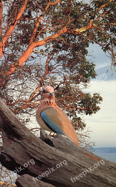 Bird Tree Sky Animal Clean Air