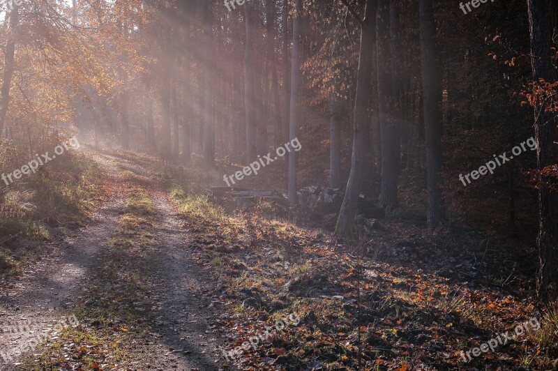 Forest Fog Sunday Rays Forest Path Colourless