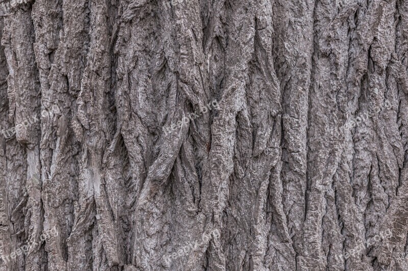 Tree Tree Bark Nature Close Up Bark