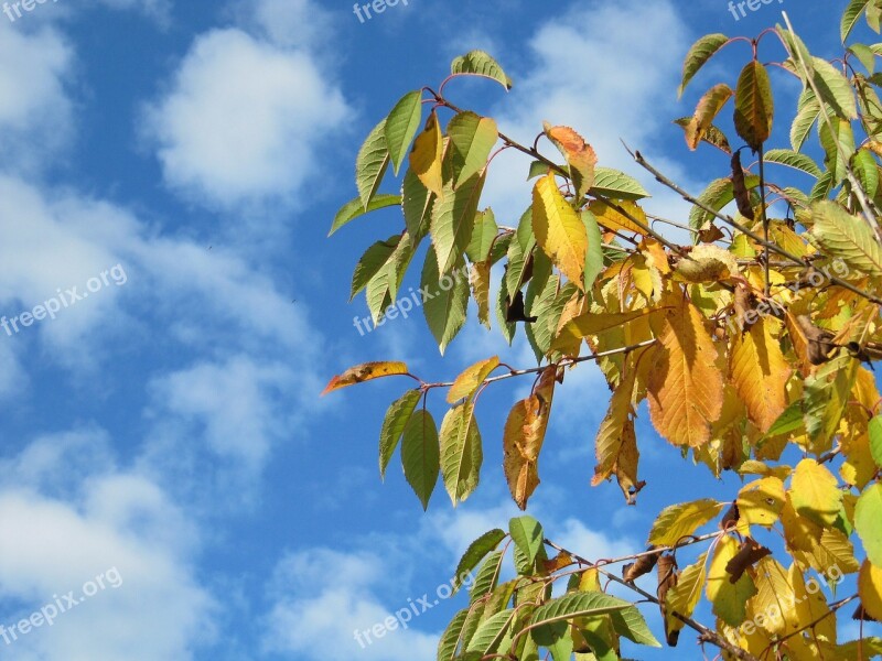 Sky Clouds Trees Autumn Leaves