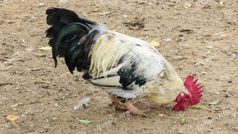 Cock Cockerel Hen Animal Bird