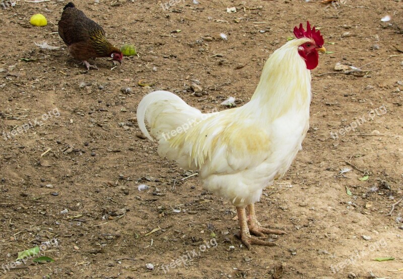 Cockerel Cock Farm Animal Bird