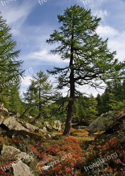 Devero Forest Autumn Leaf Autumn Woods