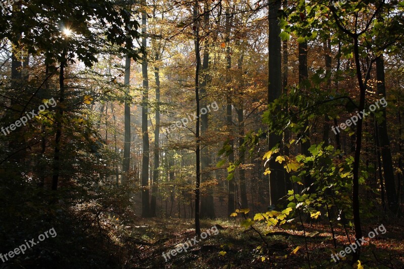 Forest Trees Beeches Autumn Leaves Autumn