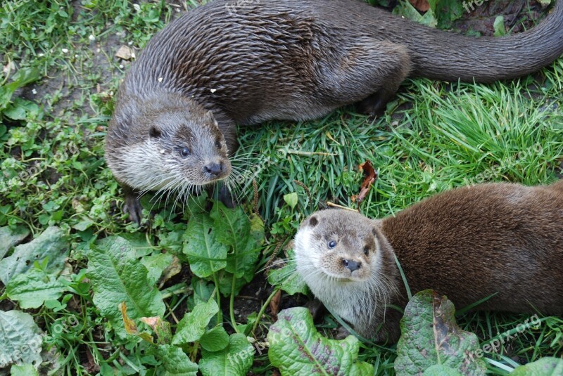 Animal Park Otters Animals Free Photos