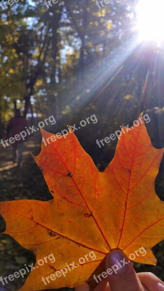 Autumn Foliage Yellow Glamour Autumn Colors