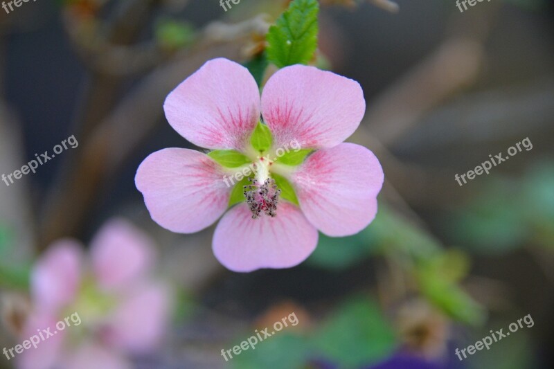 Wood Rose Spring Flower Pale Pink