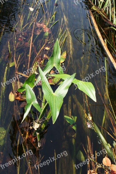 Ramon Voronezh River Free Photos