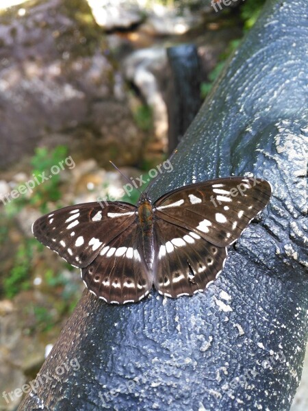 Butterfly Be Quiet Close-up Engraved Free Photos