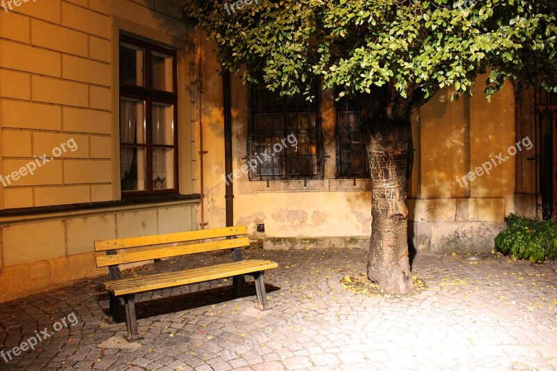 Bench Tree Background Foliage Green