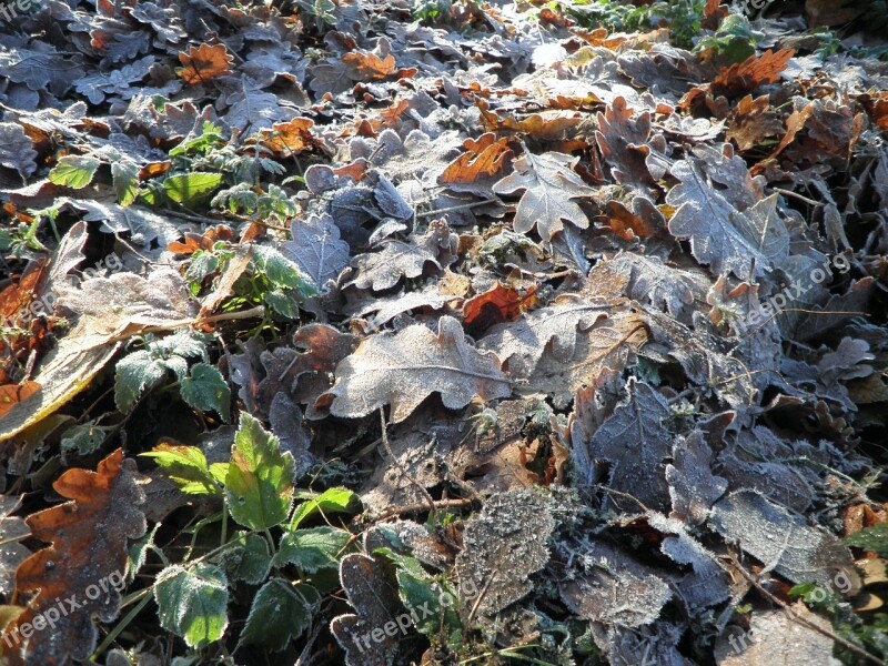 Leaves Hoarfrost Frost Autumn Leaf