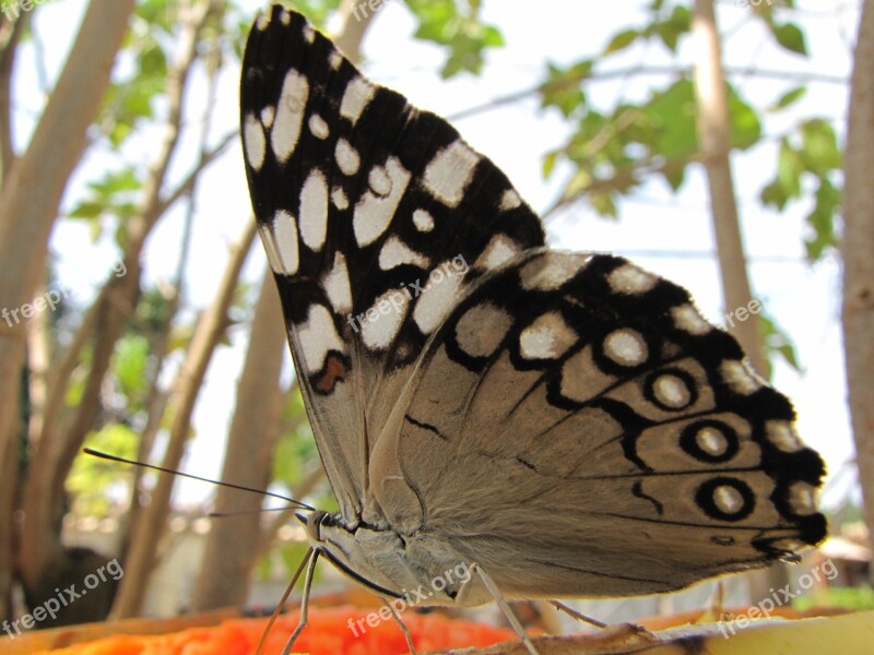 Brazil Rio De Janeiro Guapimirim Butterfly Sky