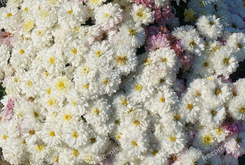 Fall Mums Chrysanthemum Flower Blossom Bloom