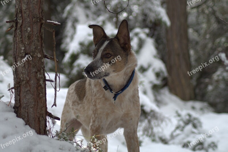 Dog Snow Forest Dog In The Snow Winter