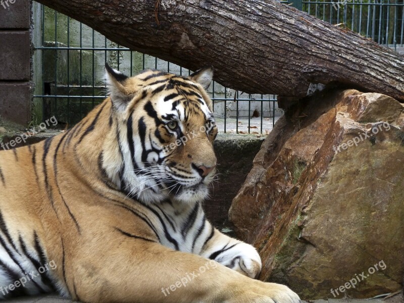 Tiger Cage Predator Zoo Ingelheim