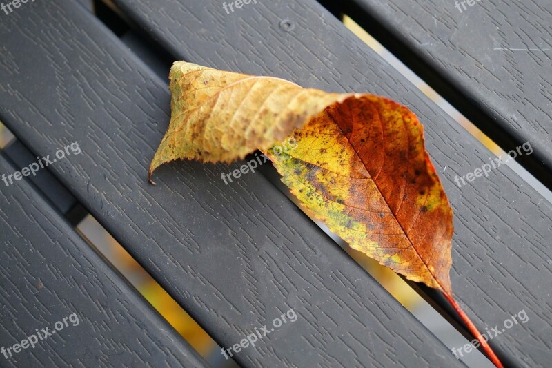 Leaf Leaves Autumn Fall Foliage Fall Color