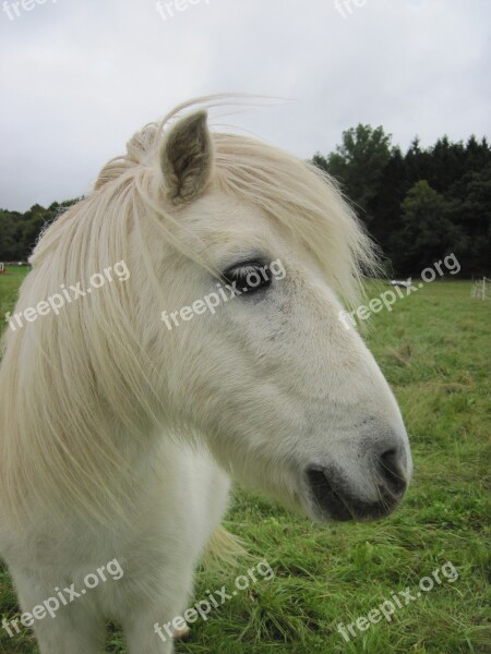 Pony Shetty Shetland Pony Pasture Small