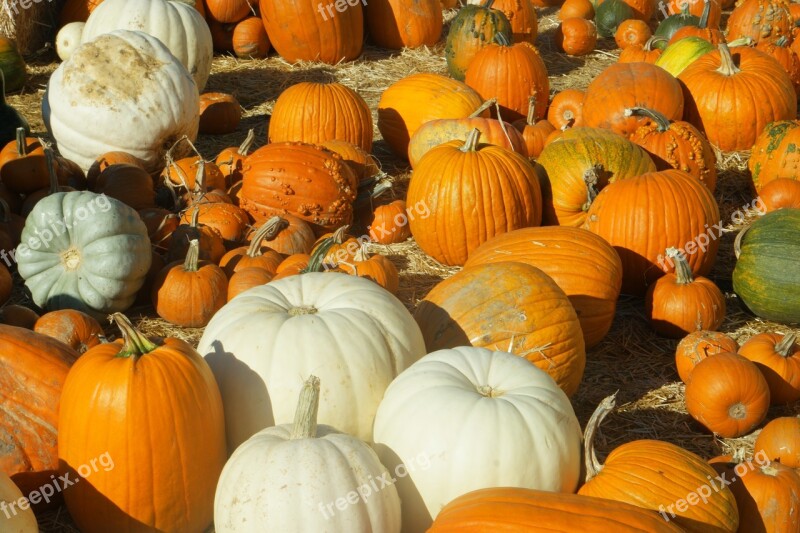 Pumpkins Pumpkin Patch Halloween Patch Autumn