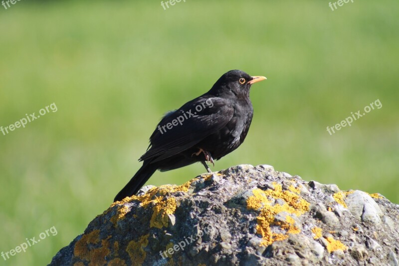 Blackbird Bird Rock Common Black