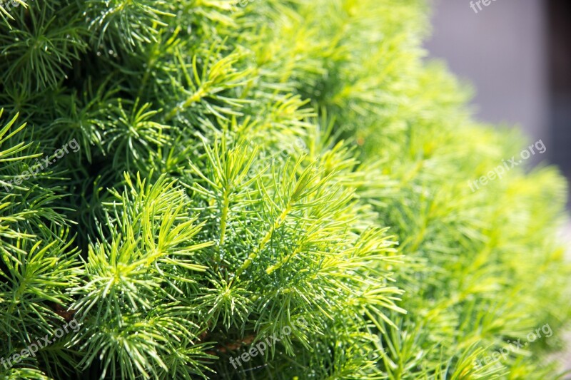 Needles Spruce Freshness Macro Branch