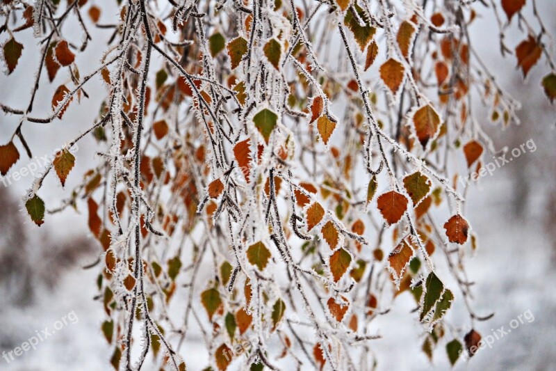 Leaves Frost Winter Birch Winter Magic