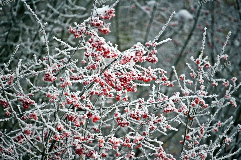 Ice Frost Berries Bush Frozen