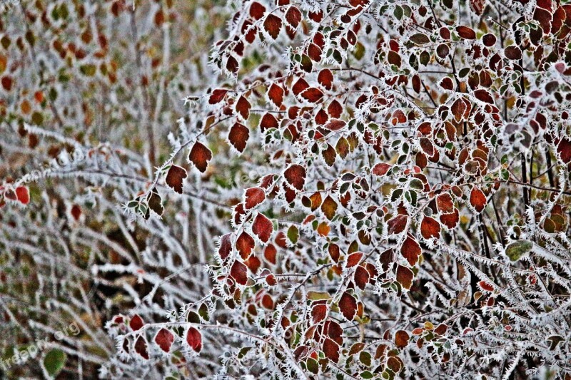 Leaves Frost Hoarfrost Winter Snow