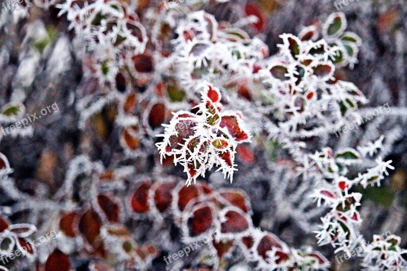 Fall Foliage Frost Winter Snow Hoarfrost