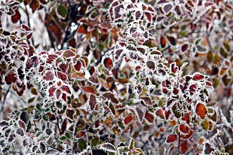 Frost Leaves Hoarfrost Snow Winter