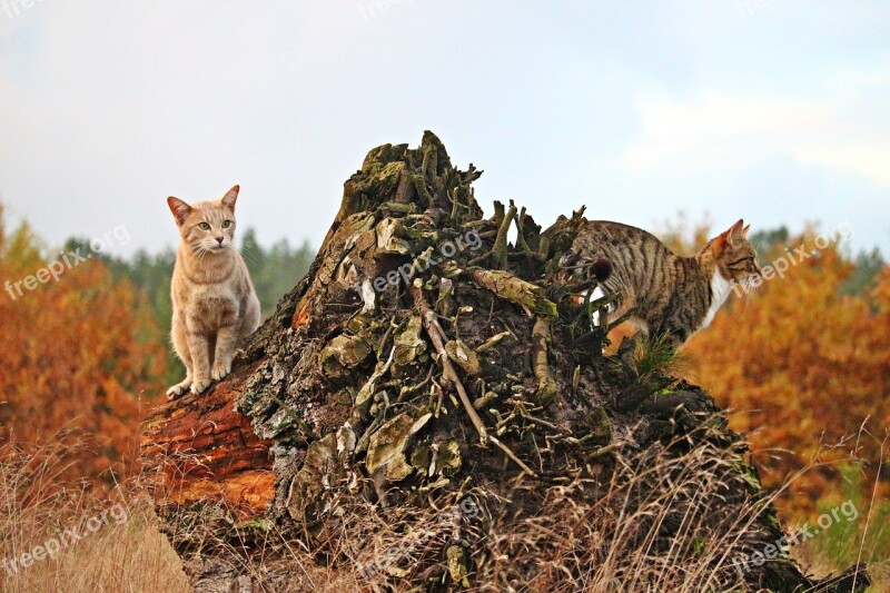 Cat Mieze Tiger Cat Mackerel Tree Stump