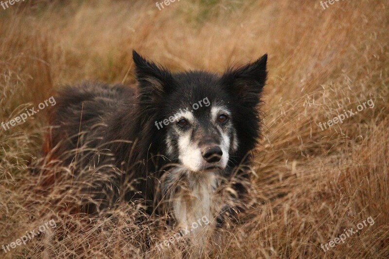 Dog Border Herding Dog Purebred Dog Grass