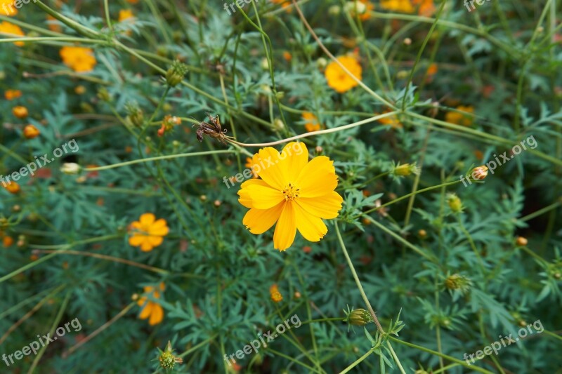 Cosmos Flower Garden Yellow Autumn Showa Memorial Park