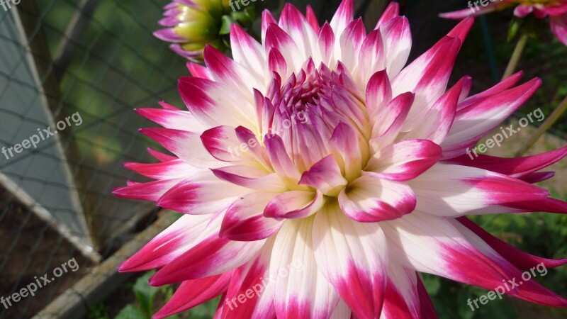 Dahlia Sorbet Red White Free Photos