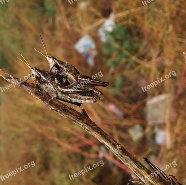 Grasshopper Mating Chapulin Love Free Photos