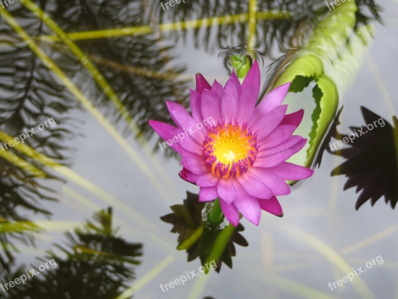 Water Lily Flower Lotus Lotus Blossom Lily