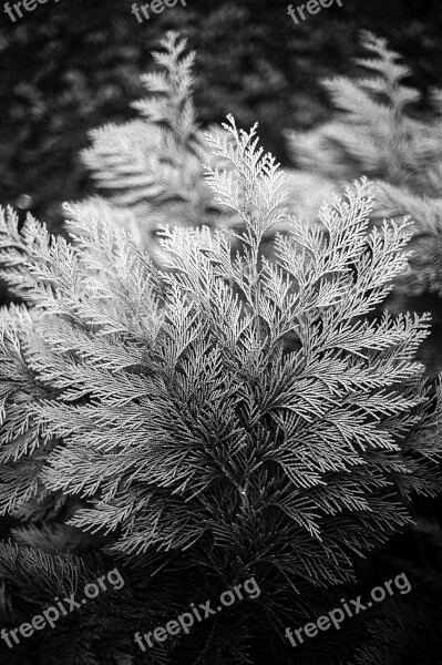 Cypress Thuja Plant Arborvitae Season