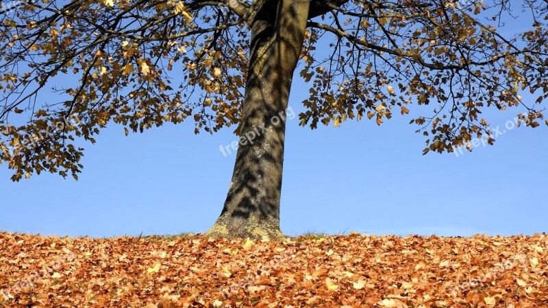 Autumn Tree Fall Landscape Park