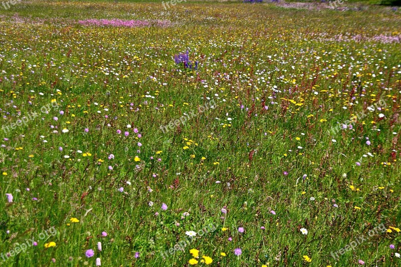 Spring Meadow Flower Meadow Wild Flowers Spring Meadow