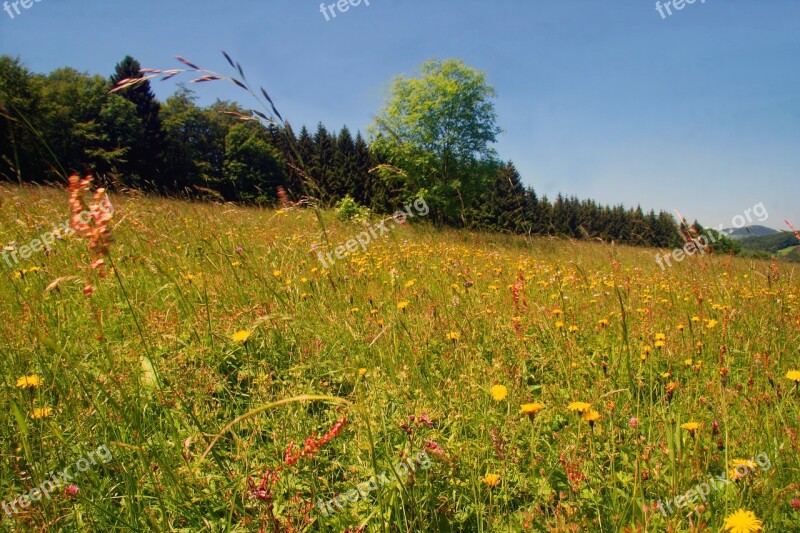 Spring Meadow Flower Meadow Wild Flowers Spring Meadow