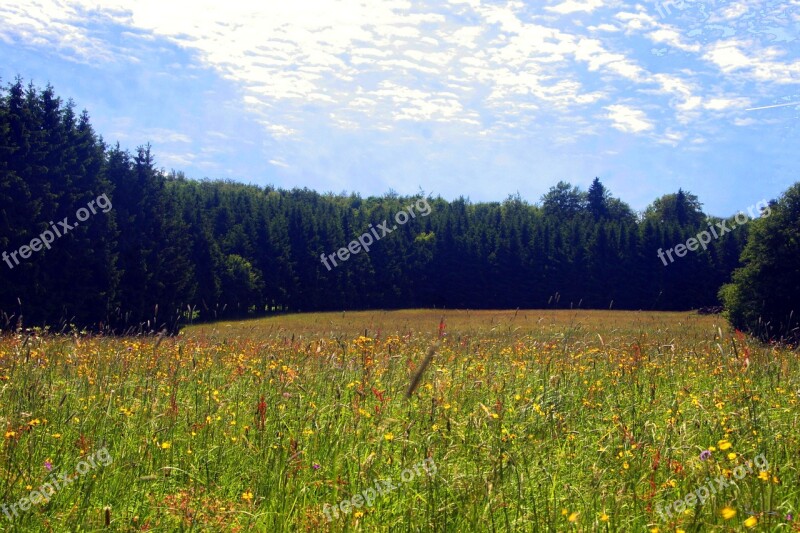 Spring Meadow Flower Meadow Wild Flowers Spring Meadow