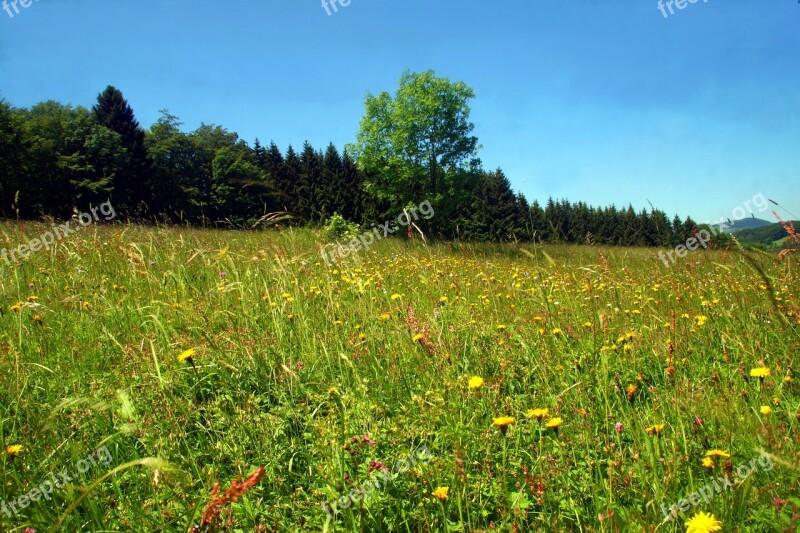 Spring Meadow Flower Meadow Wild Flowers Spring Meadow