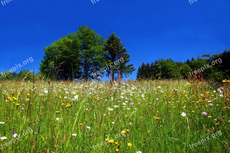 Spring Meadow Flower Meadow Wild Flowers Spring Meadow