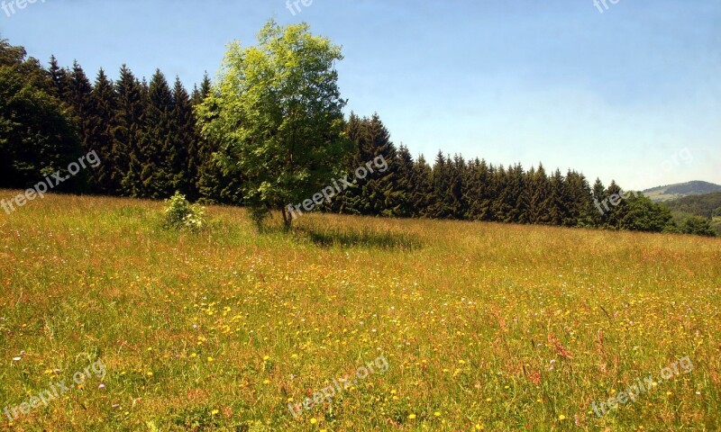 Spring Meadow Flower Meadow Wild Flowers Spring Meadow