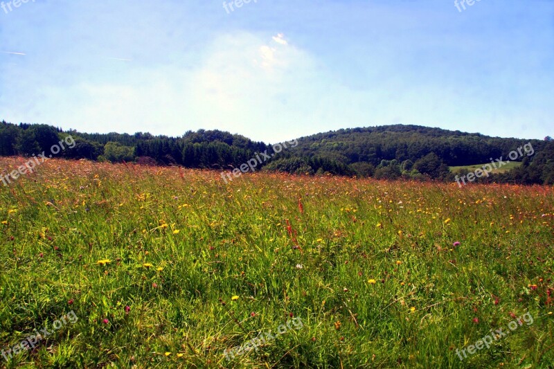 Spring Meadow Flower Meadow Wild Flowers Spring Meadow