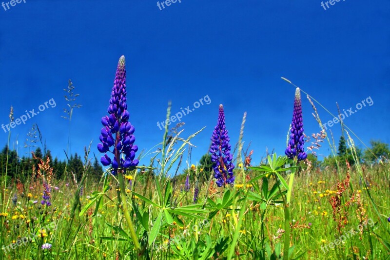 Spring Meadow Flower Meadow Wild Flowers Spring Meadow