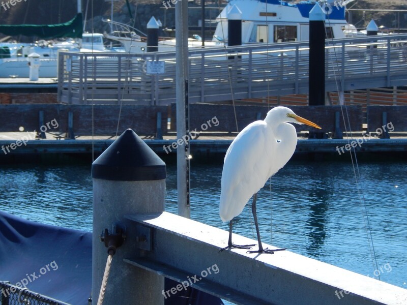 Animals Heron Bird Sea Birds Water